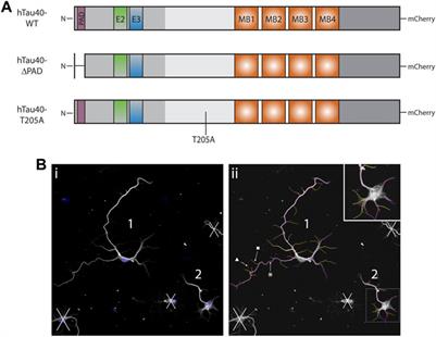 Tau phosphorylation and PAD exposure in regulation of axonal growth